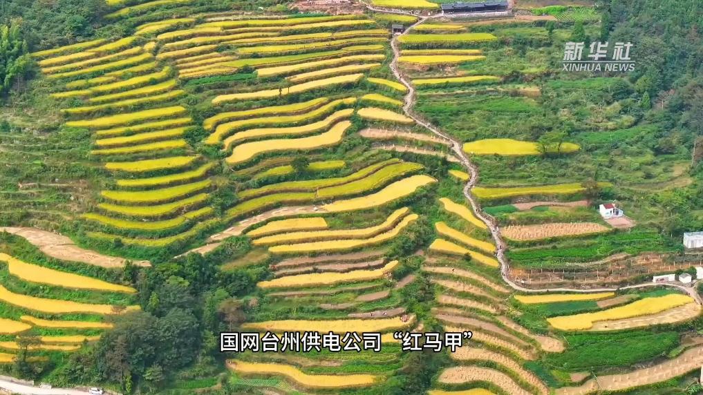 浙江臺州:探索當好“電管家” 護航好“豐”景